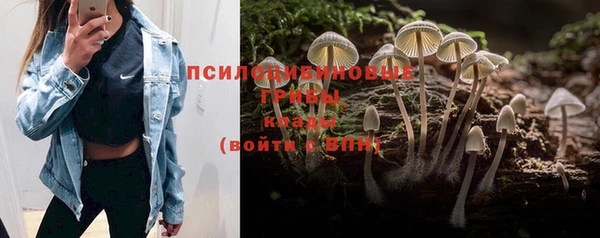 стаф Заводоуковск